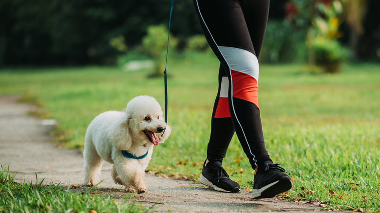 person walking smiling dog on path