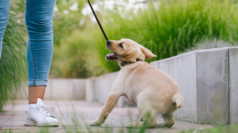 puppy pulling and biting leash