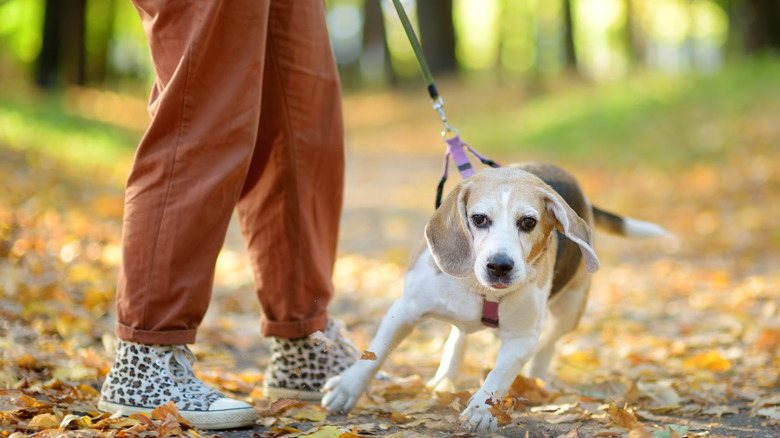 dog pulling on leash