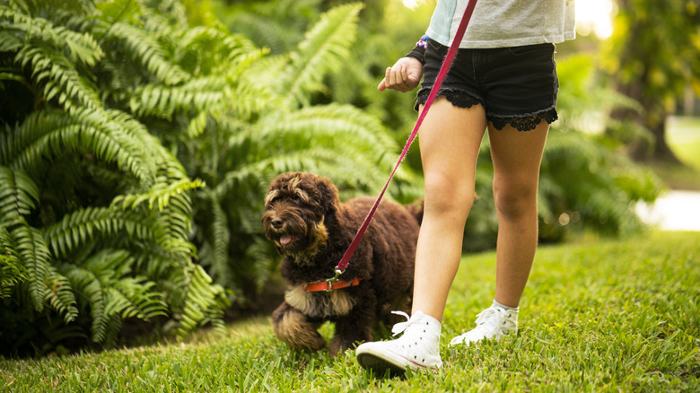 person walking dog on leash