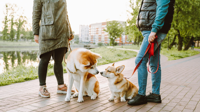 two dogs being walked touching noses