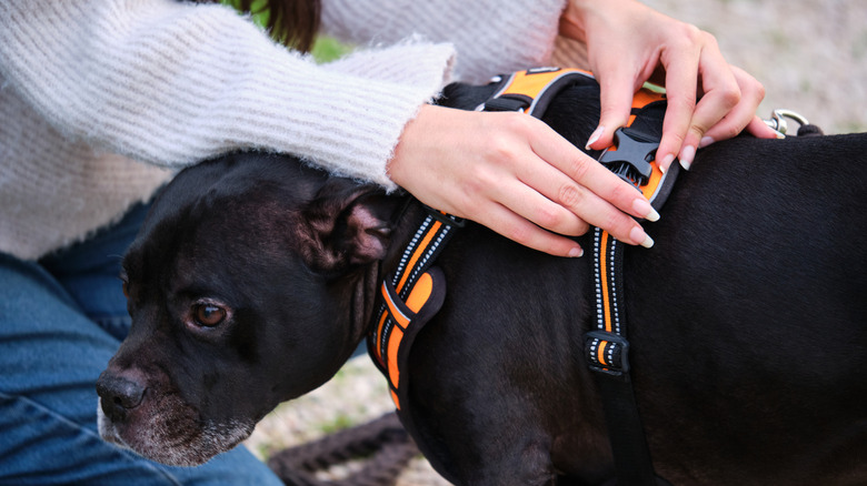 person putting harness on dog