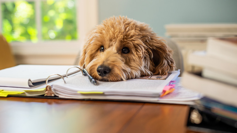 A dog sits with a binder of information