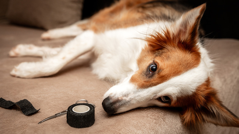 A dog lays next to some first-aid items