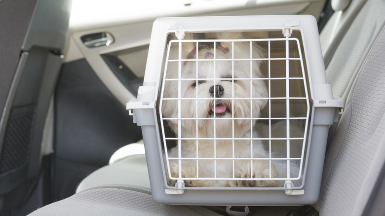 A small dog sits in a carrier during car travel