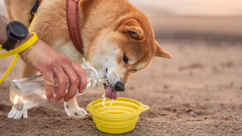 A Shiba Inu drinks from a travel bowl