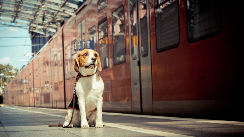 A Beagle ready to travel on a train