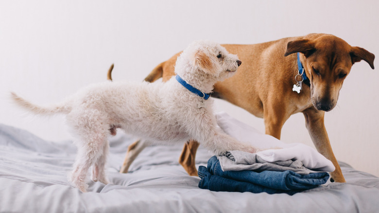 Two dogs play with some clothes on a bed