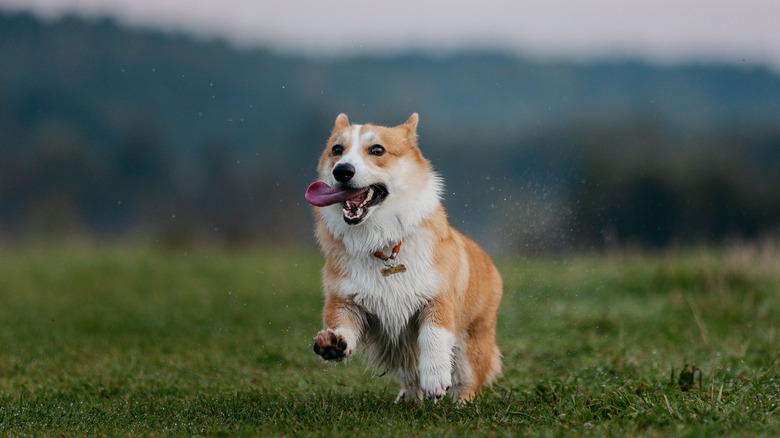 A corgi running across the grass with tongue hanging out of mouth