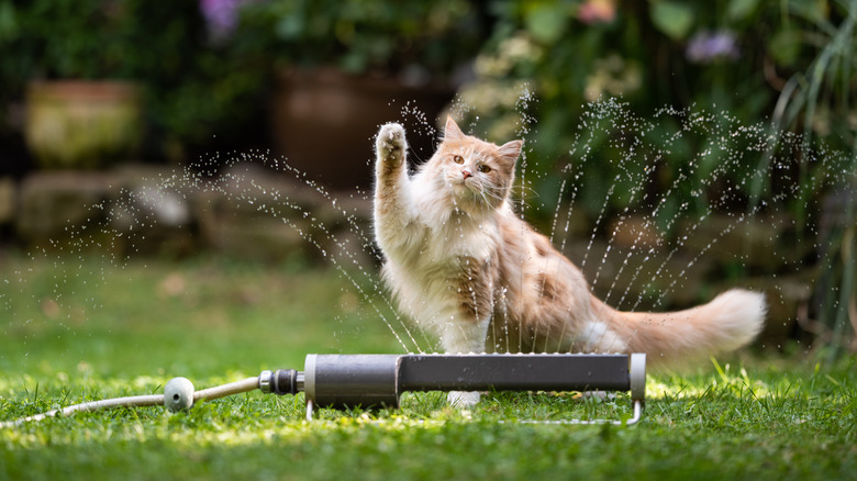 cat playing with sprinkler