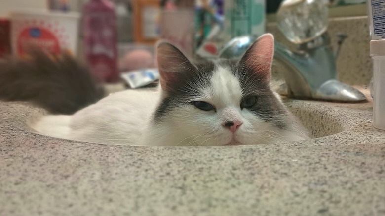 A Turkish Van sitting in the sink