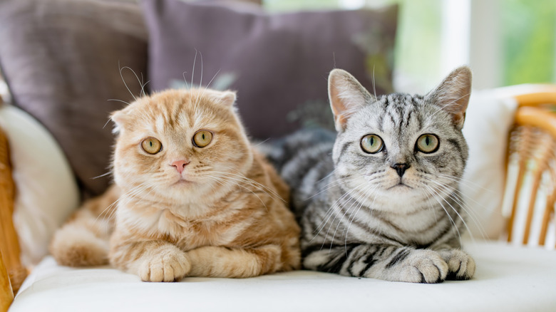 Scottish fold cat sitting next to a British shorthair tabby