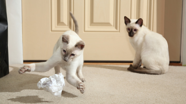 A Siamese cats sits and watches while another Siamese pounces after a toy