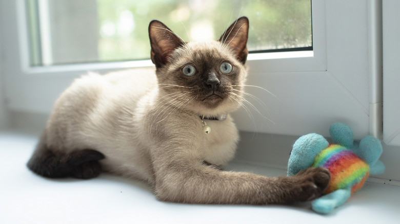 A Siamese cat holding onto a toy next to a window