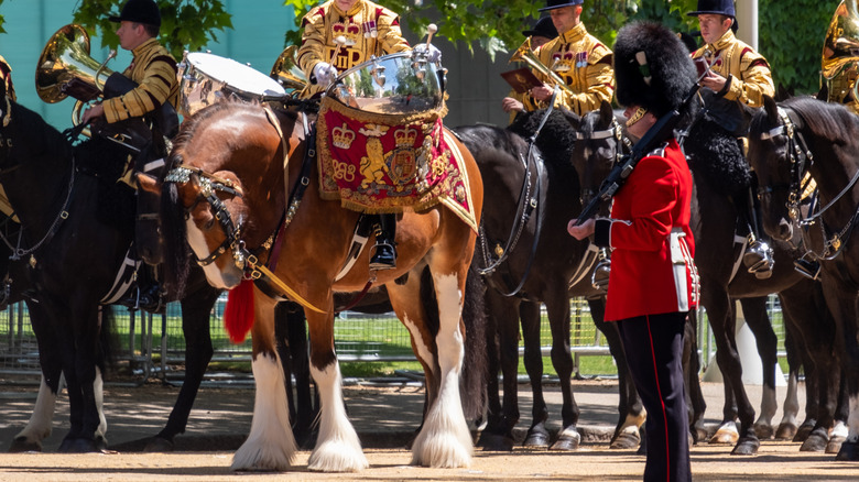 A British drum horse readies for a parade in London, 2019