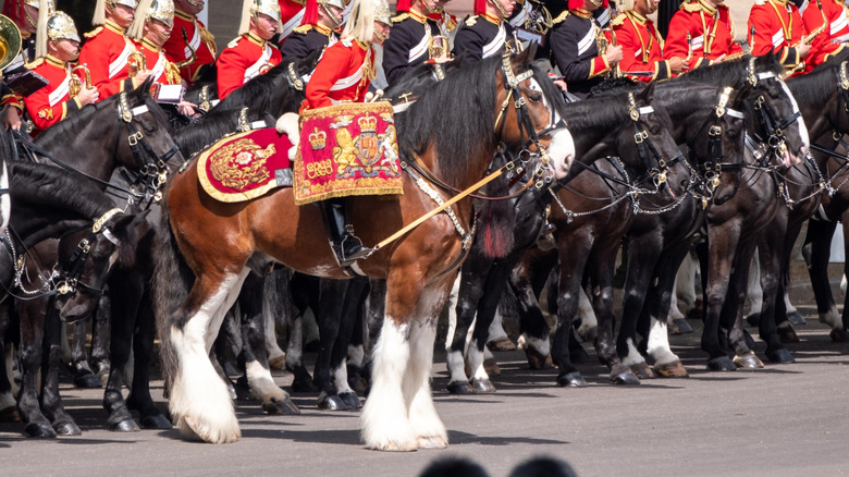 A brown and white drum horse leading a procession of British soldiers