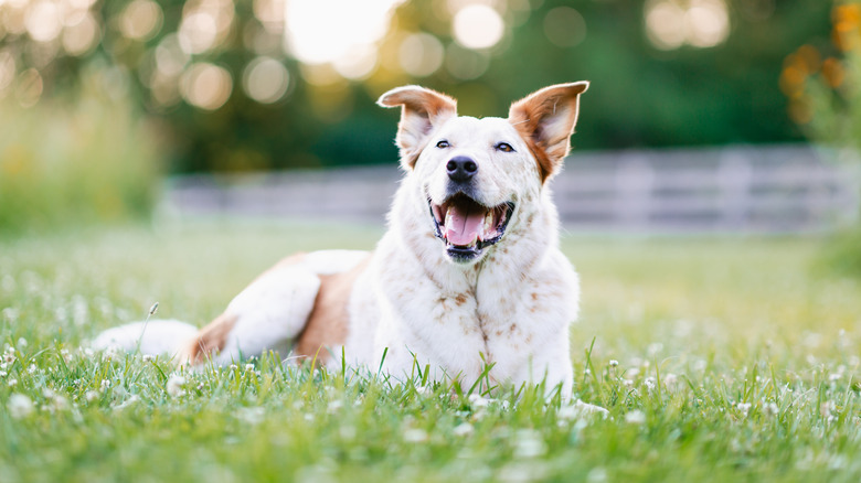 A mixed breed dog lies happily in a clover lawn