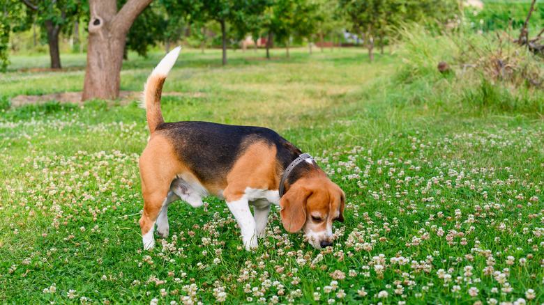 A beagle sniffs around in a clover lawn