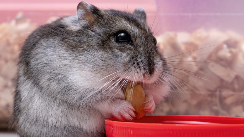 A Campbell's Russian dwarf hamster chews on a pumpkin seed