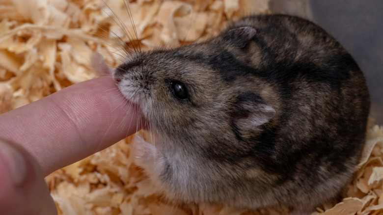 A Campbell's Russian dwarf hamster nibbling on the finger of its owner