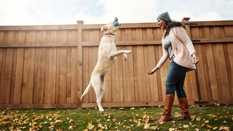 A woman playing fetch with a dog in a fenced-in backyard