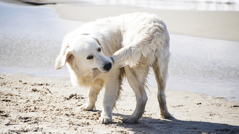 A large white dog chases its tail on a beach