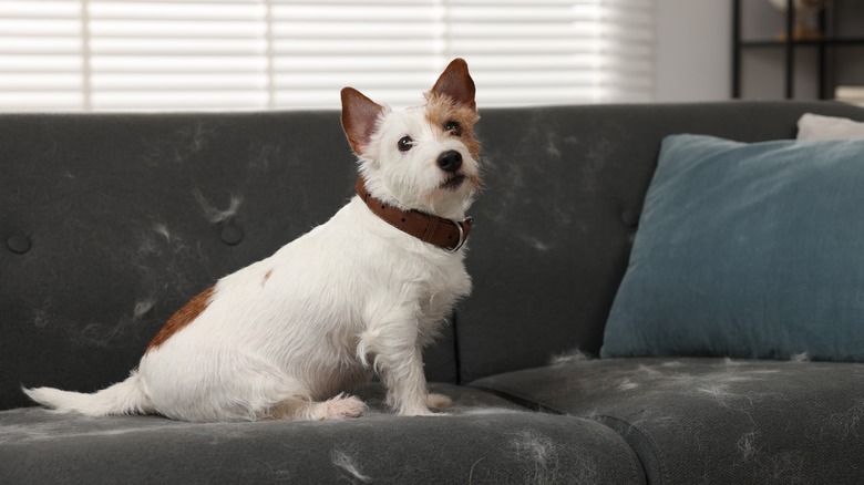 Dog on couch surrounded by hair