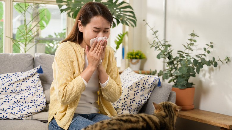 A cat lounging on a table as woman seated on the nearby couch sneezes into a tissue