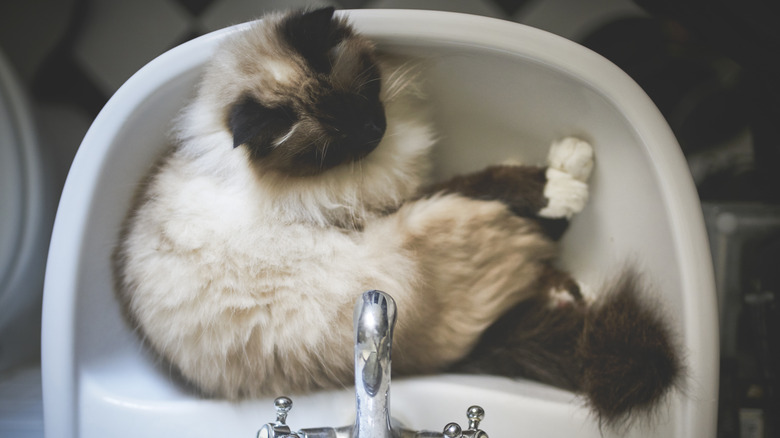 A Birman cat sleeping in a sink