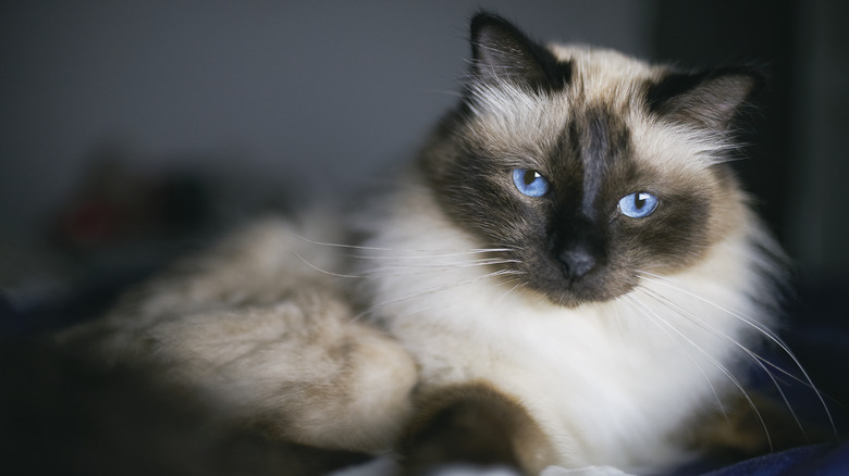 A Birman cat laying down