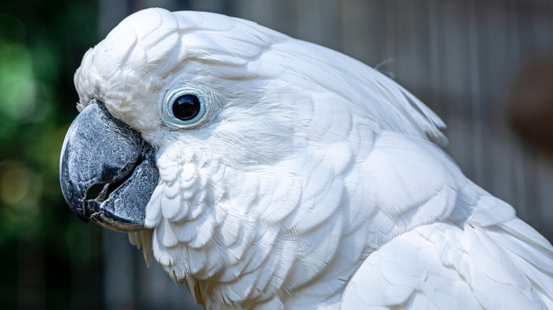 An umbrella cockatoo stands with their eyes wide open.