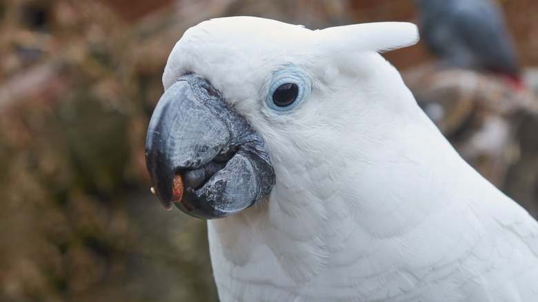 An umbrella cockatoo eats a nut.