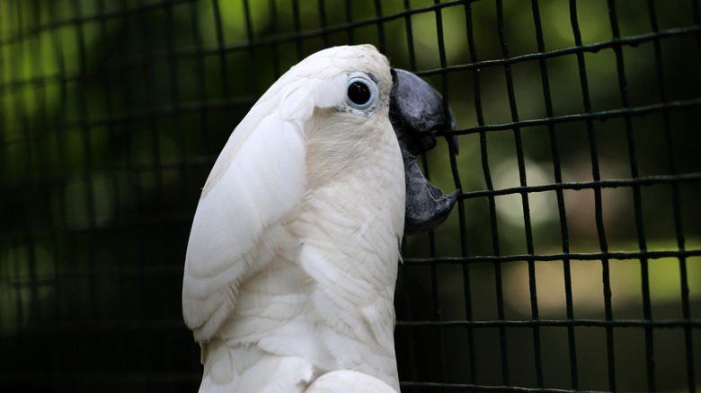 An umbrella cockatoo bites the side of a wire cage.