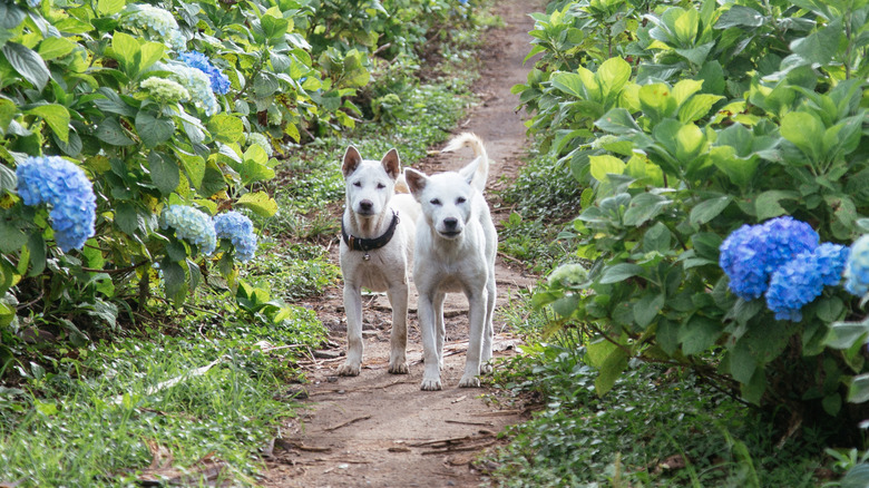 Two white dogs walking down a path lined with blue hydrangeas