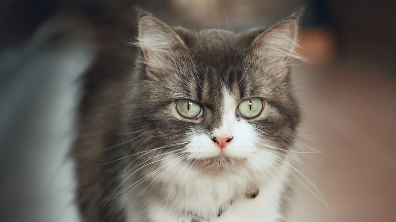 A gray and white Cymric cat with a bell on its collar looks at the camera