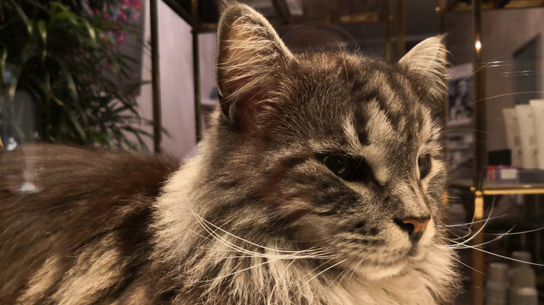 A gray Cymric cat sits with its eyes half open