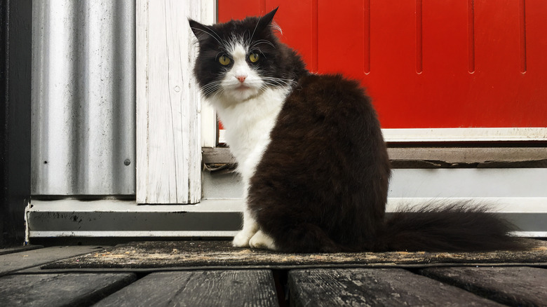 A black and white Cymric cat sits and looks at the camera