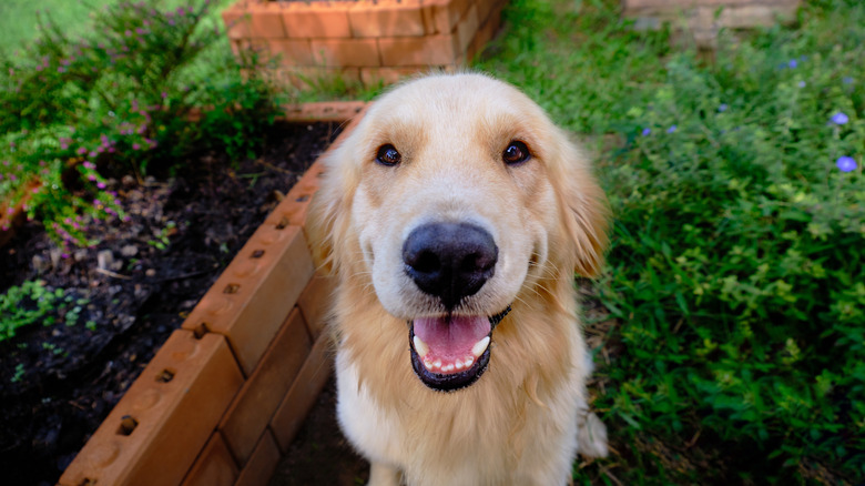 A golden retriever sits and smiles in a garden