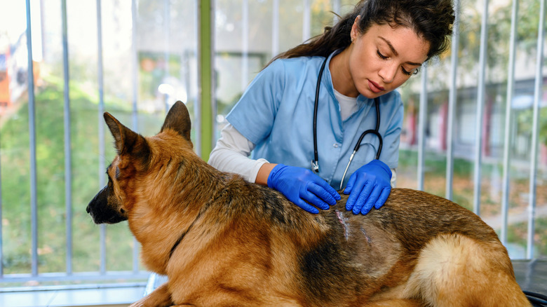 A veterinarian inspects a German shepherd's side for skin problems