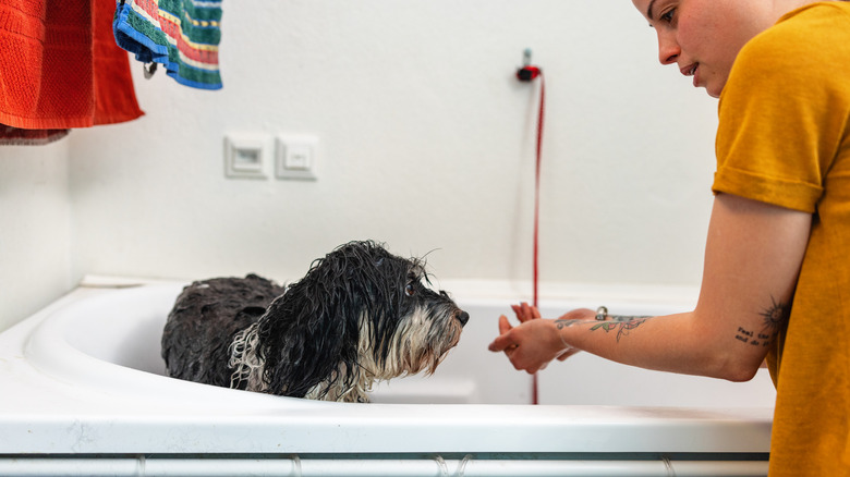 A woman giving her dog a bath