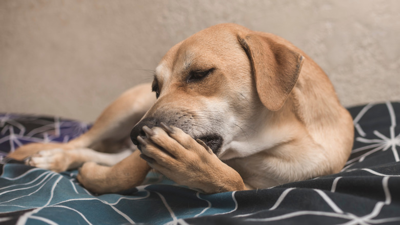 A mixed breed dog licks their paws while on a bed