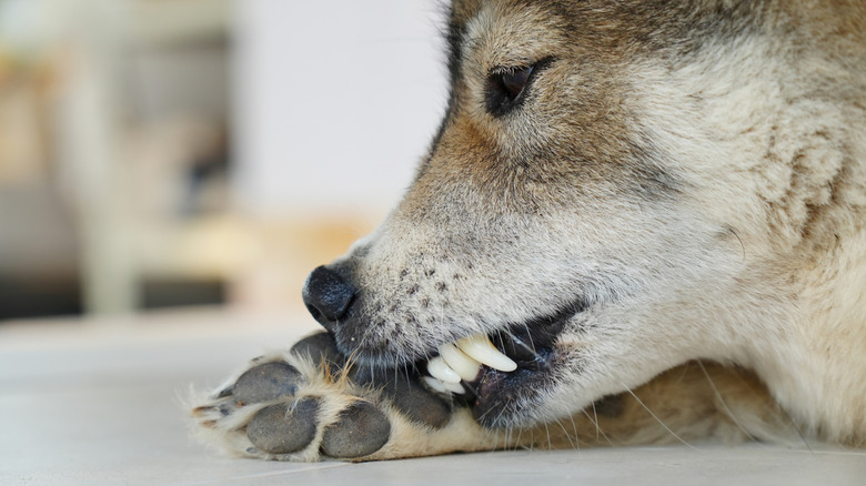 A dog gnawing on the bottom of their paws with their teeth