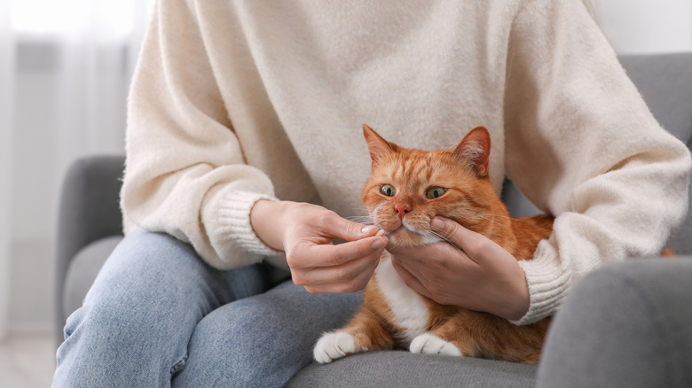 Woman giving an orange and white cat a pill while seated on the couch