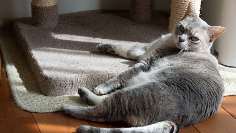 An Australian mist cat lounges on its side at the base of a cat tree