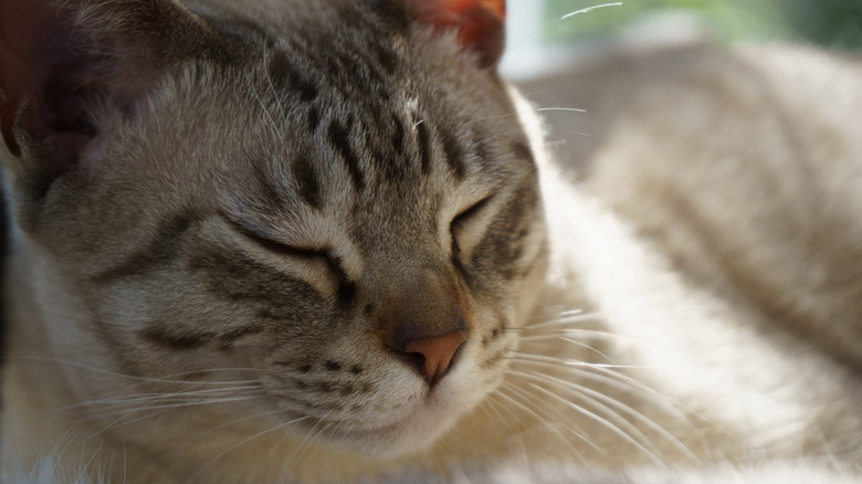 An Australian mist cat lies down with its eyes closed