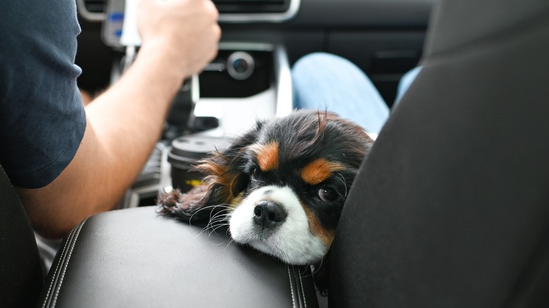 Cavalier King Charles Spaniel on someonen's lap on passenger seat of car