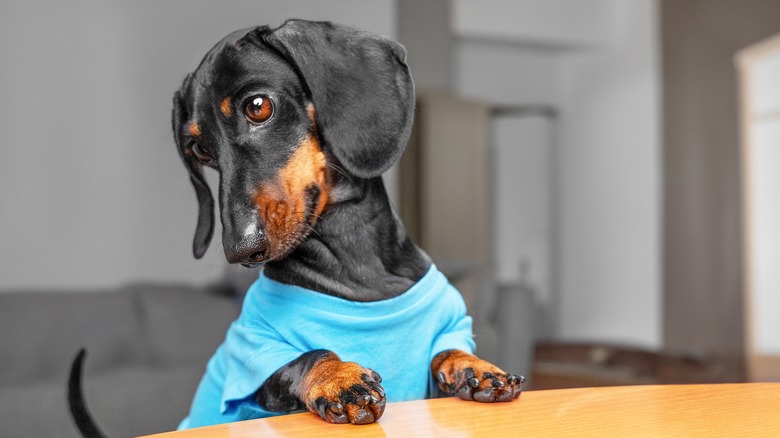 Daschund wearing shirt with paws up on table