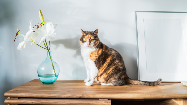 A striped cat sits on a table next to some lilies in a vase