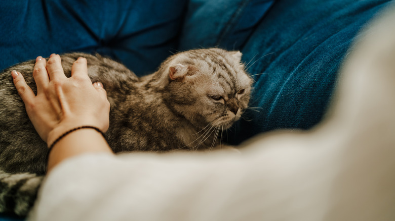 A gray cat looking upset as its owner pets it on a couch