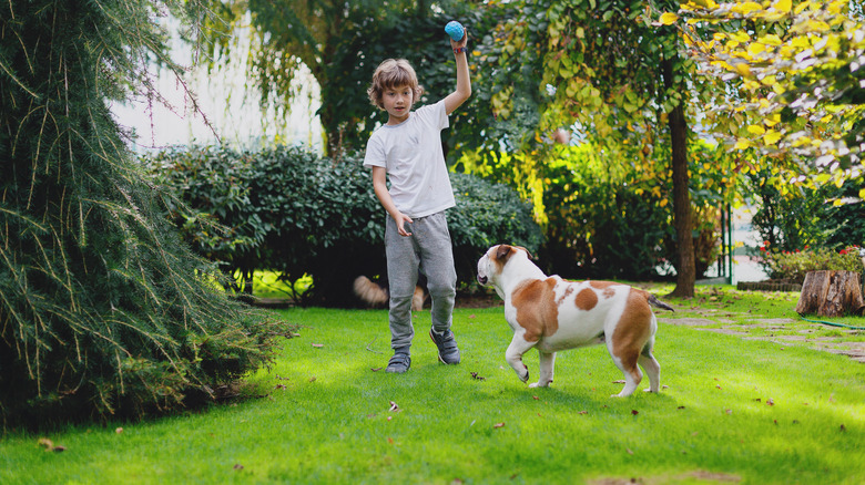 boy playing fetch with a bulldog